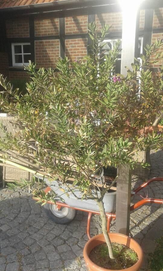 Myrtenblättrige Kreuzblume 26