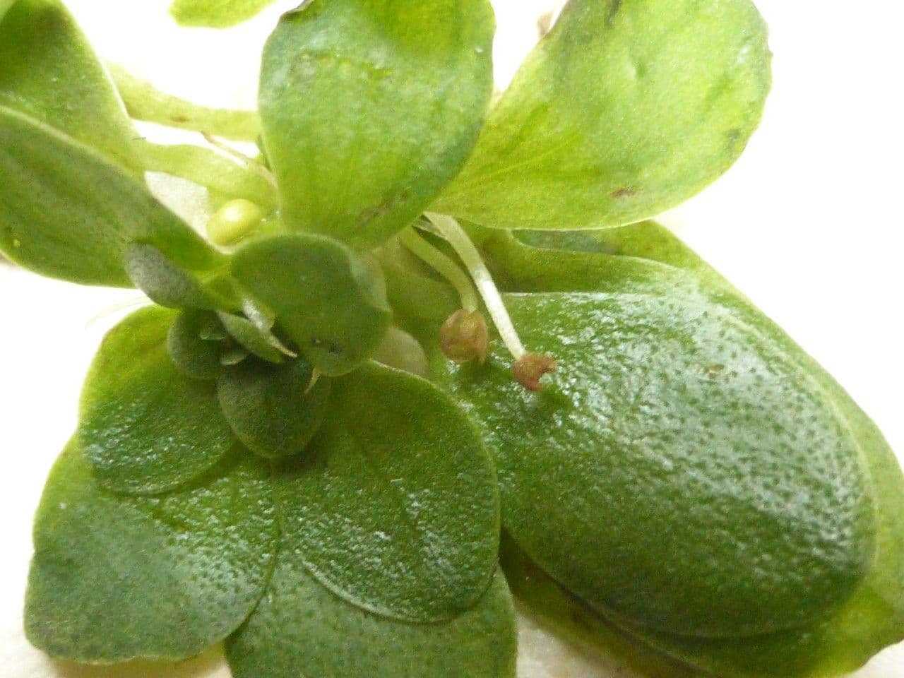 Callitriche brutia 2