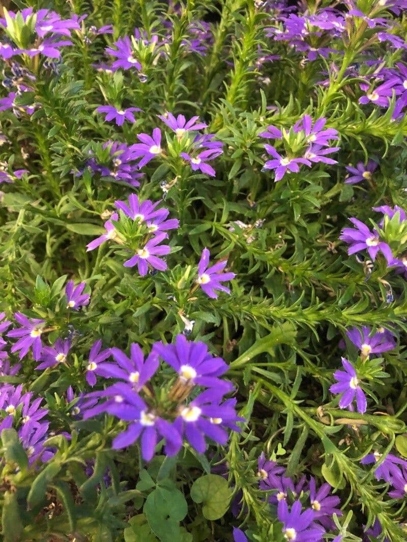 Scaevola 14