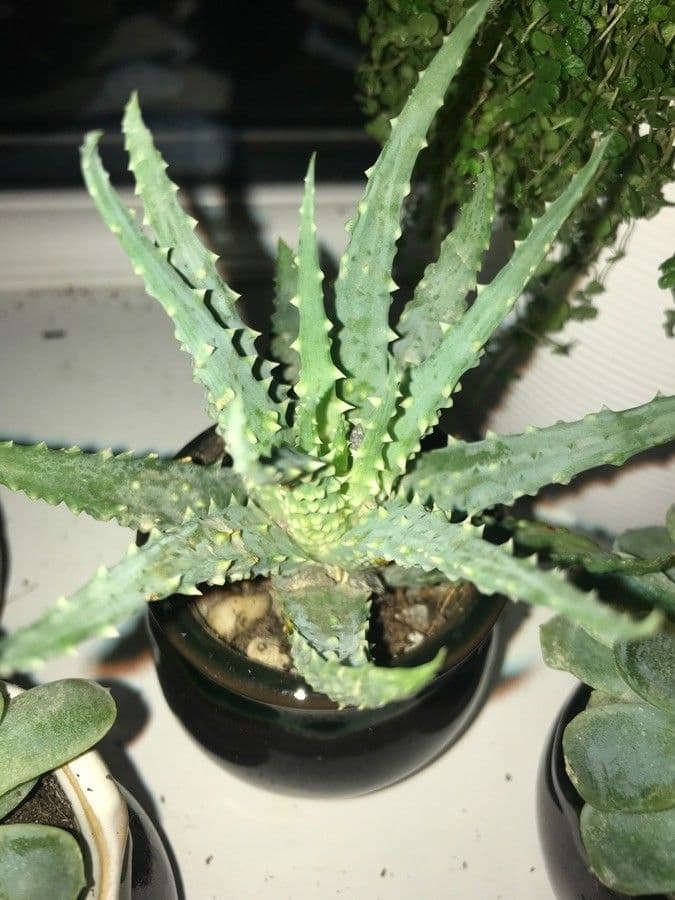 Zwerg-Igelaloe 9