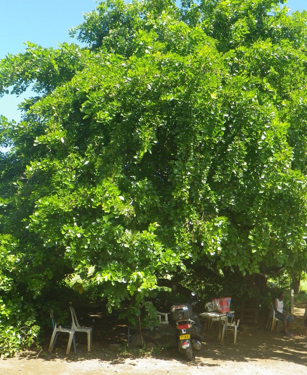 Pongamia 13