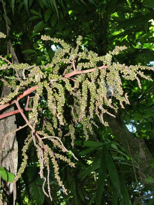 Geonoma pinnada 12