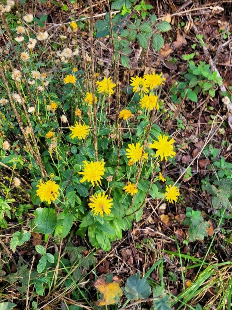 Lachenals Habichtskraut 12