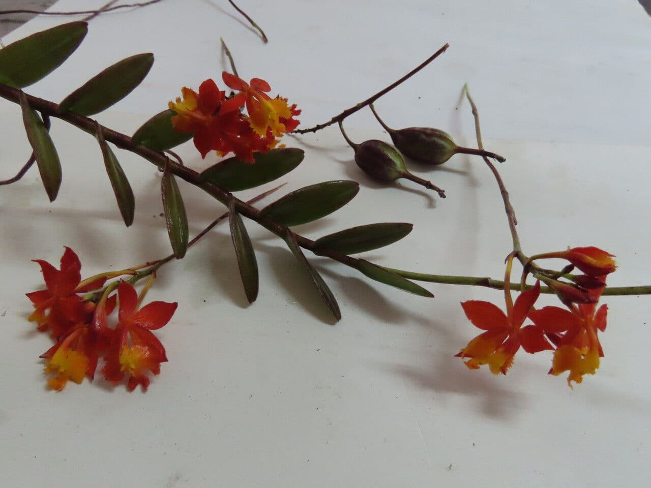 Epidendrum radicans 18