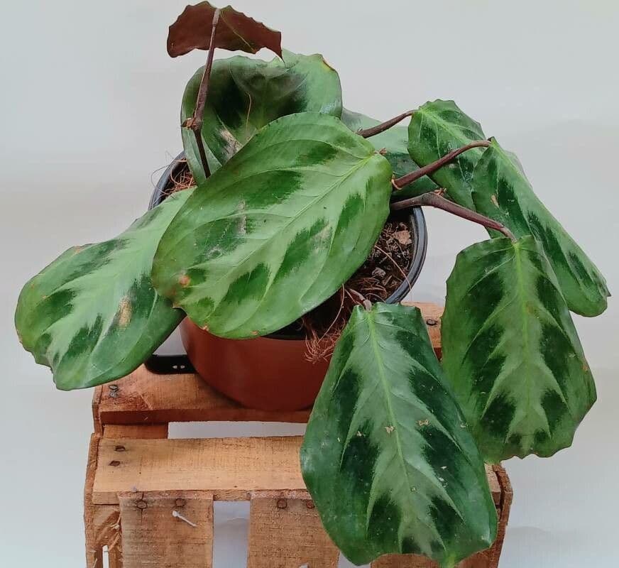 Maranta 3