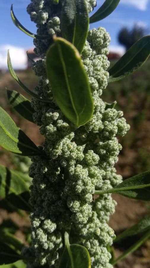 Quinoa 5
