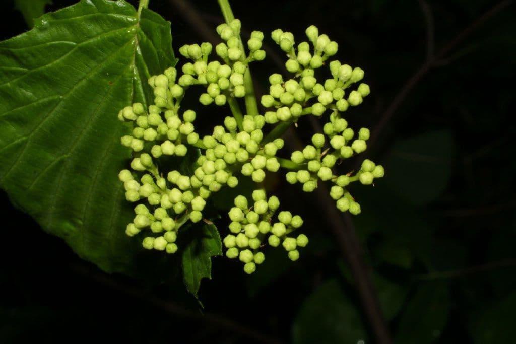 Viburno recognitum 8