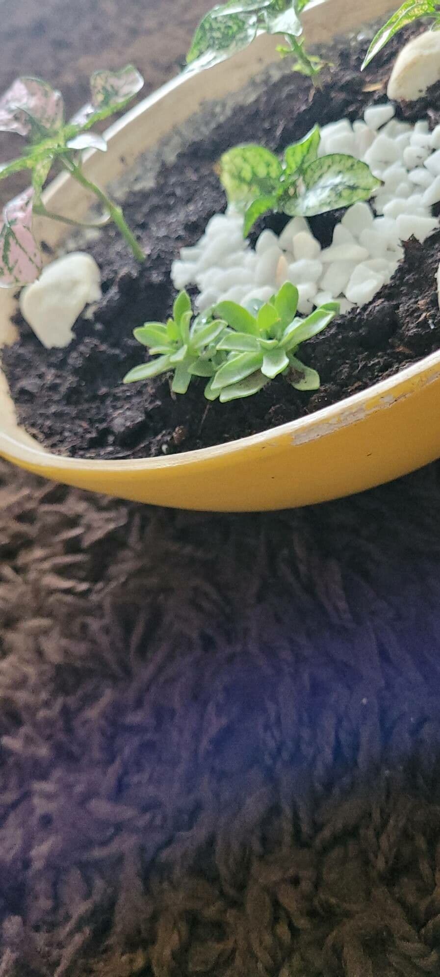 Hypoestes 19
