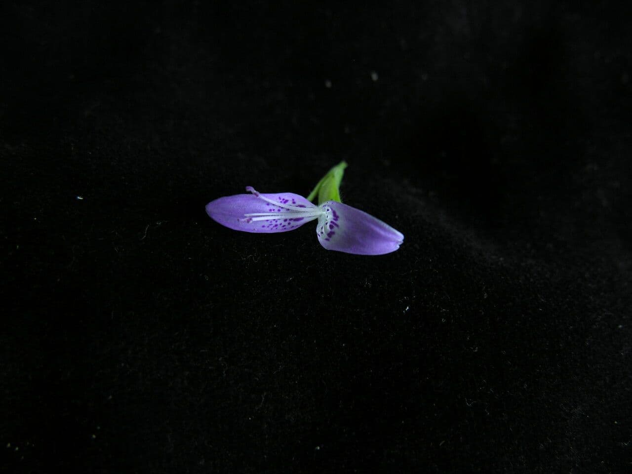 Dicliptera 3