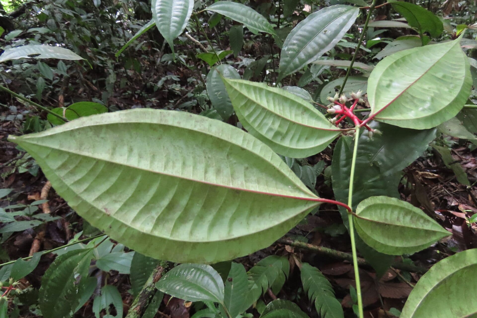 Miconia 11