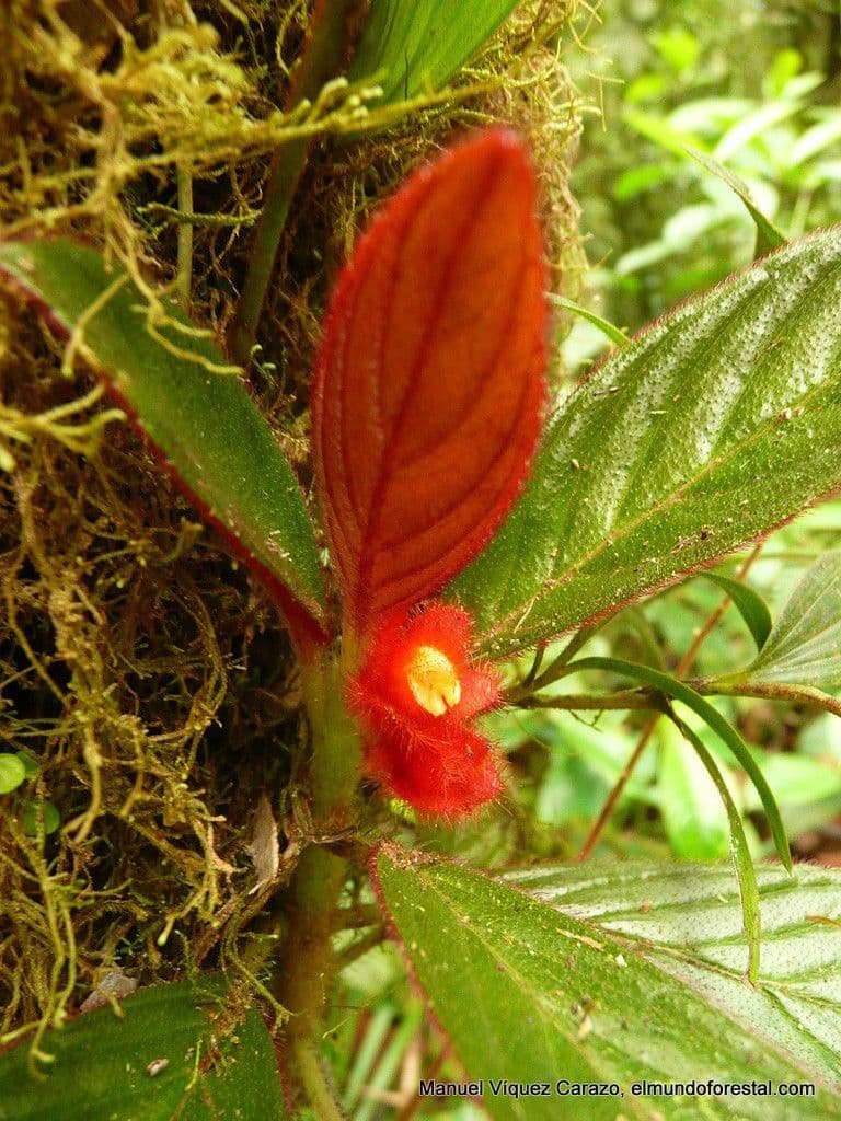 Columnea