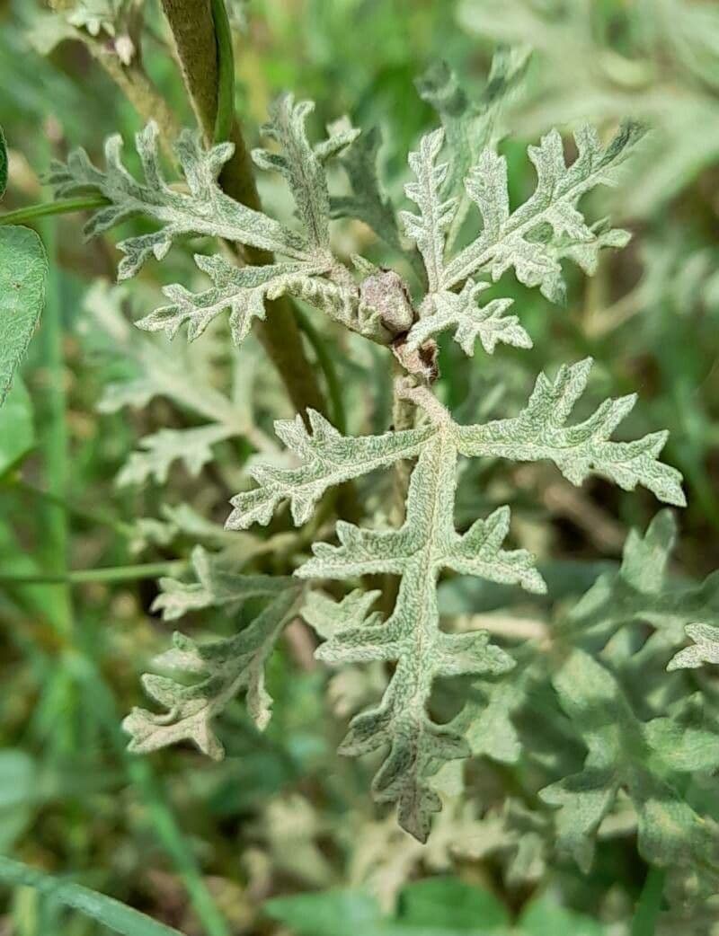 Sphaeralcea australe 10