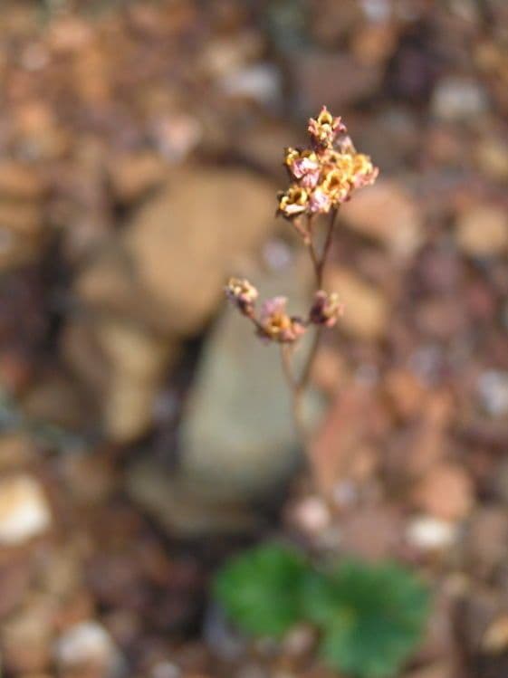 Jepsonia 7