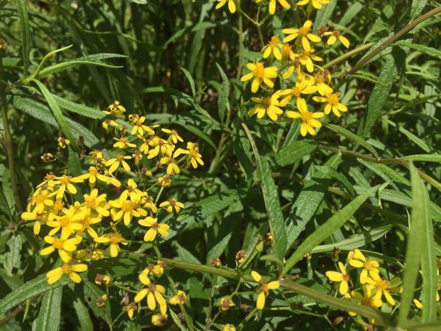 Senecio 2