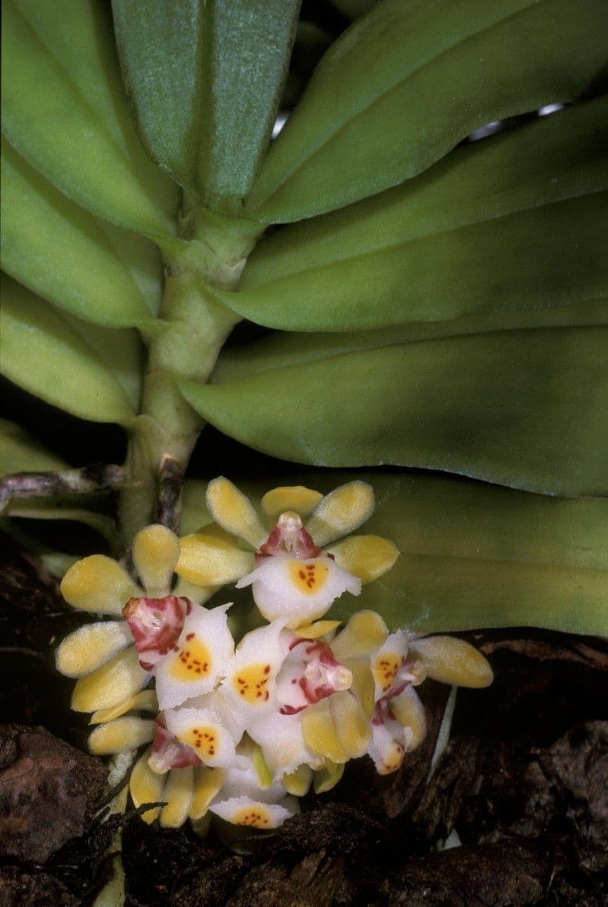 Gastrochilus 3