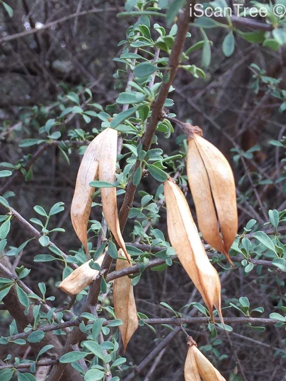 Karoo-Gold
