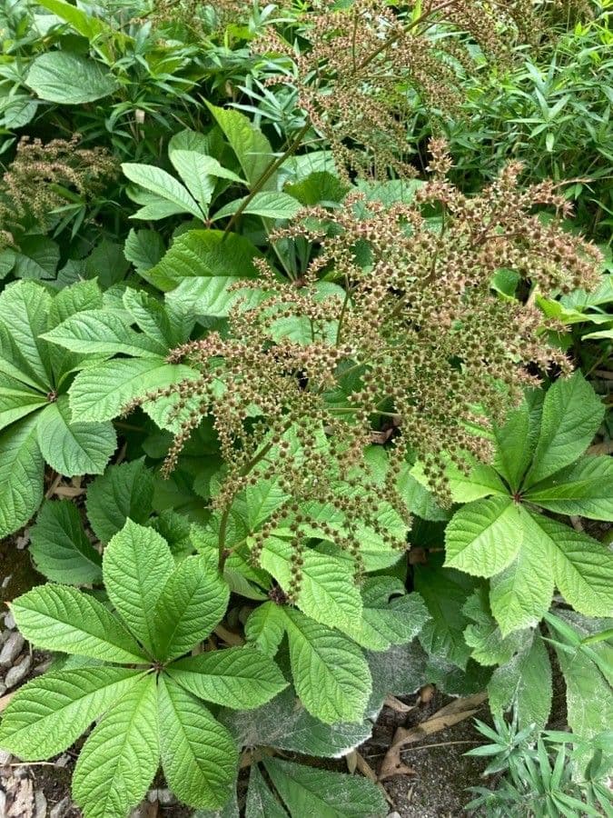 Rodgersia 4