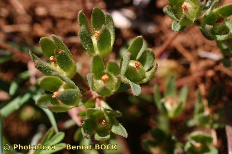 Androsace maxima 22