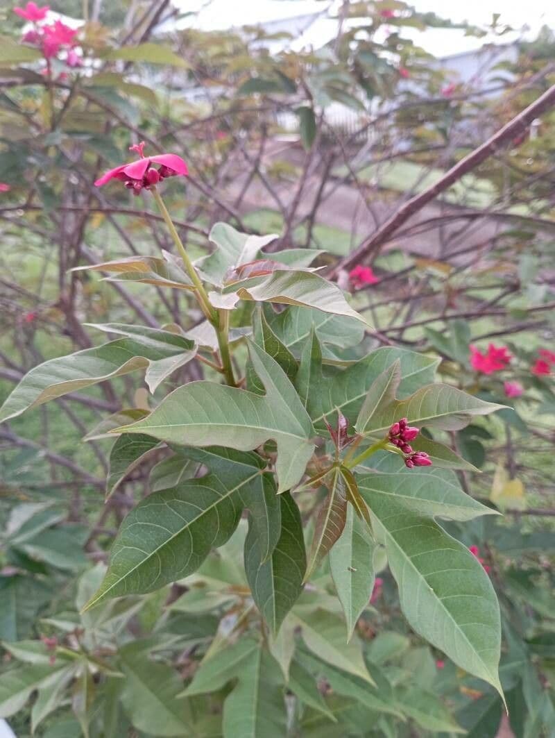 Jatropha integerrima 20