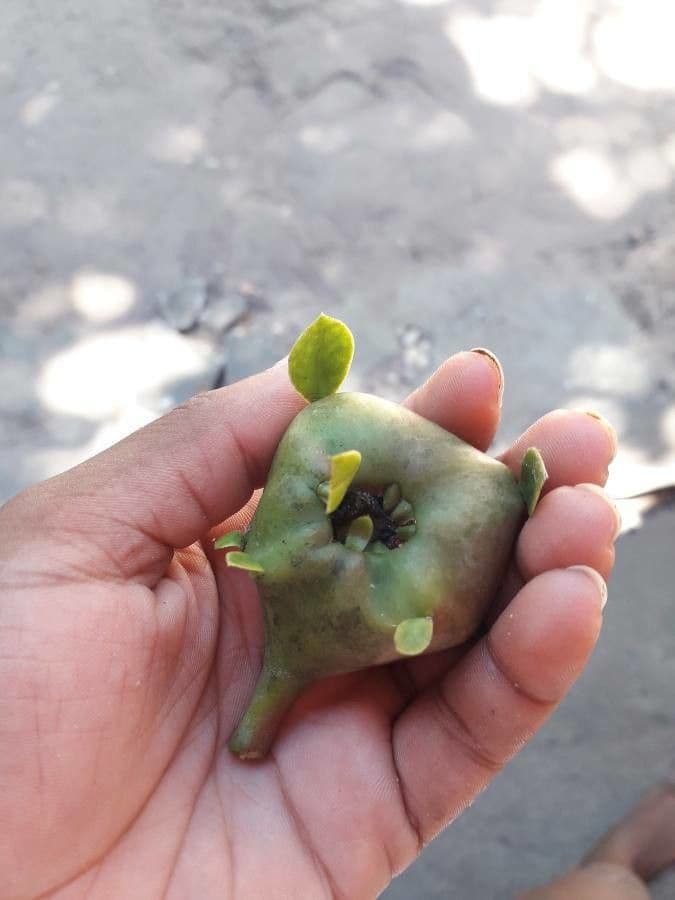 Cactus rosa