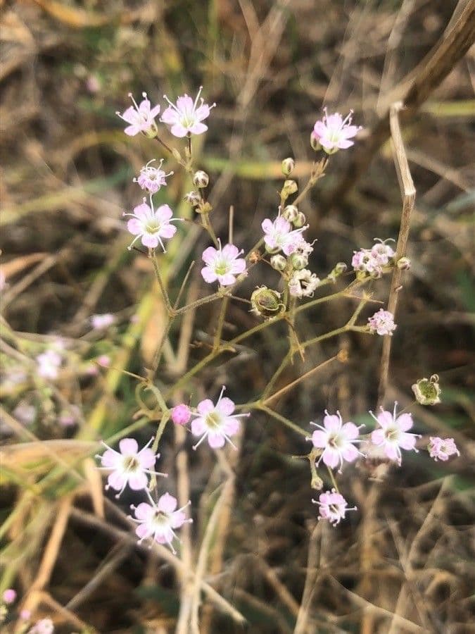 Ipposila