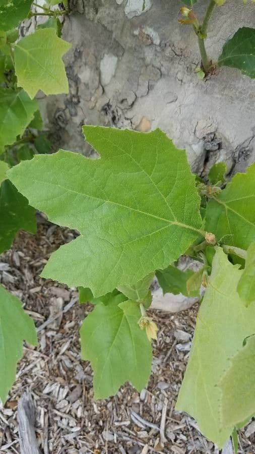 Platano della California 20