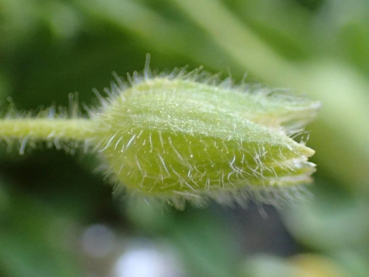 Cerastium