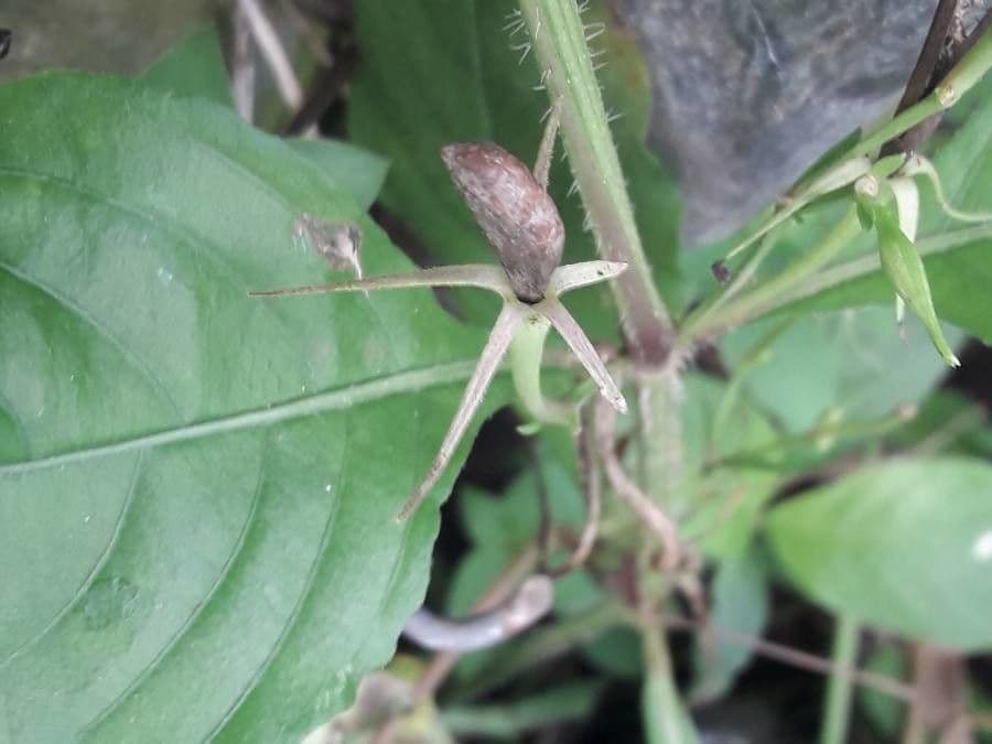 Ruellia tuberoso 5