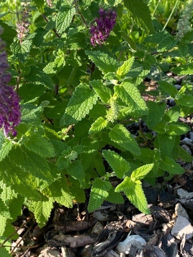 Teucrium hircanicum 11