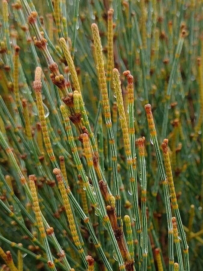 Casuarina pendula 3