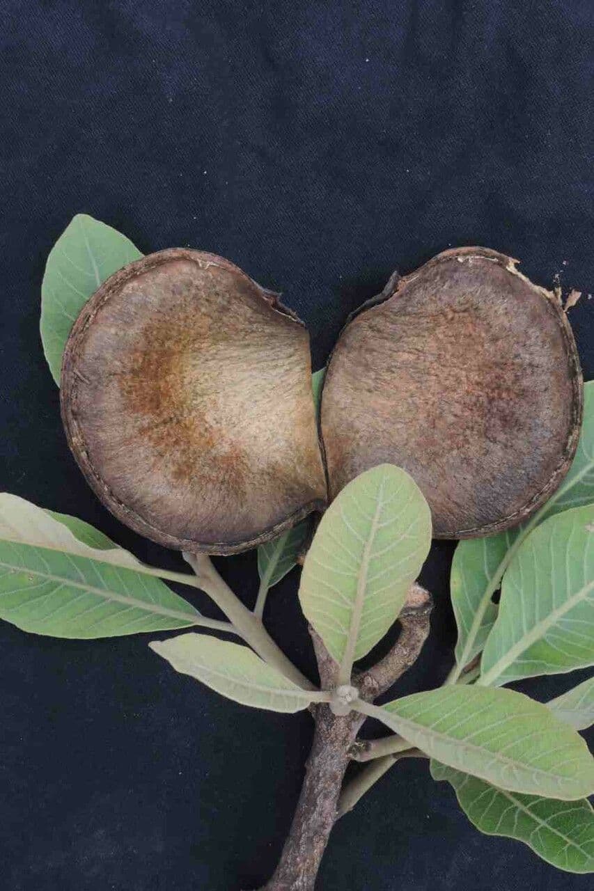 Aspidosperma 3
