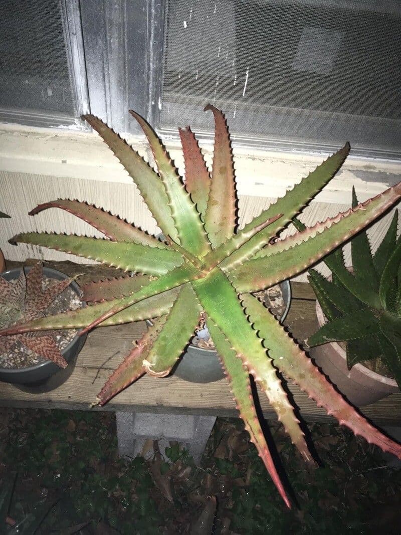 Aloe di Cameron 2