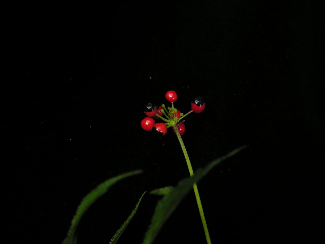 Pseudoginseng