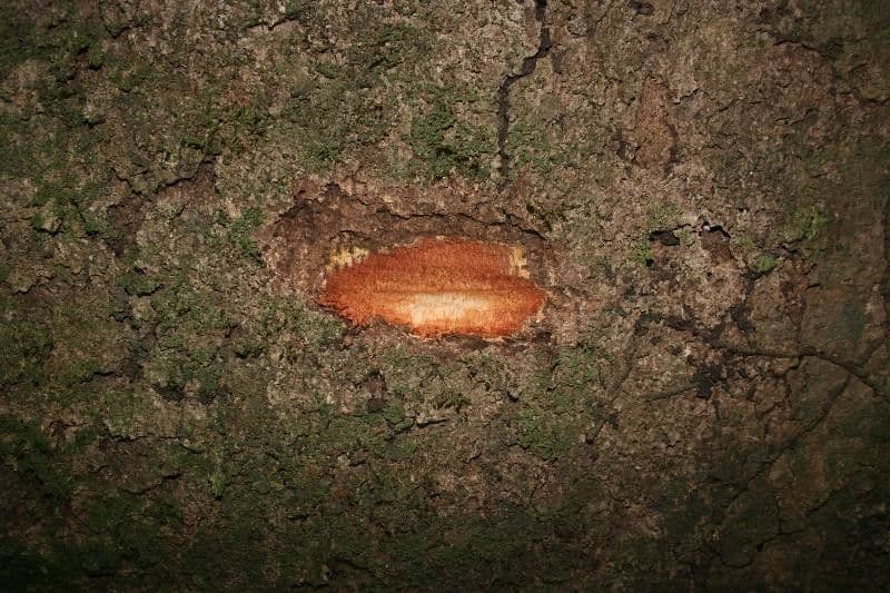 Goupia glabra 15