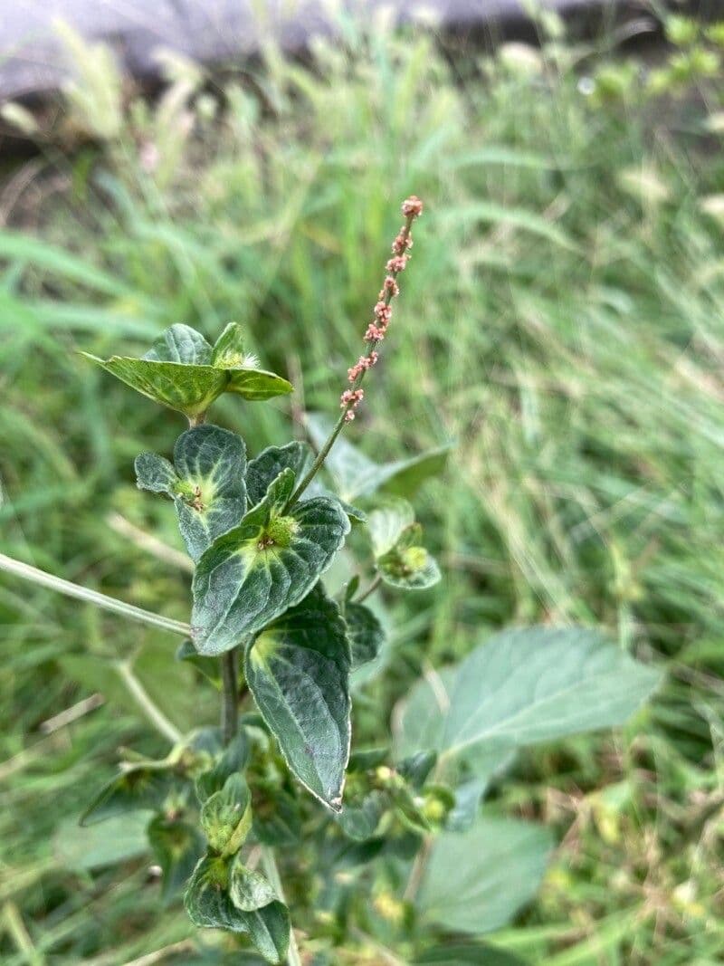 Acalypha australis 3