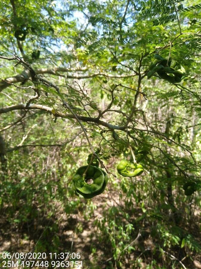 Chloroleucon