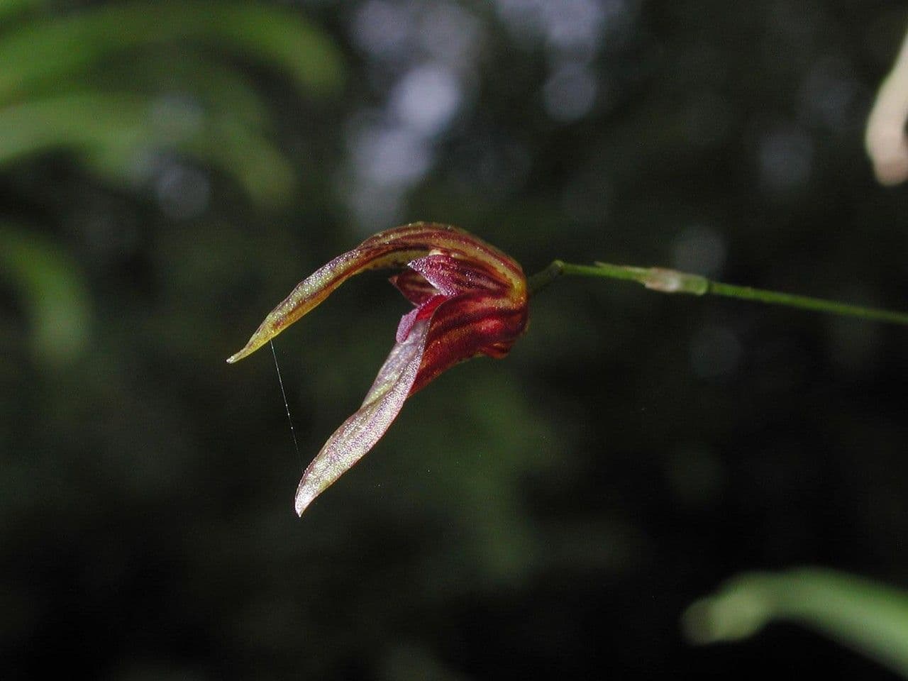 Specklinia