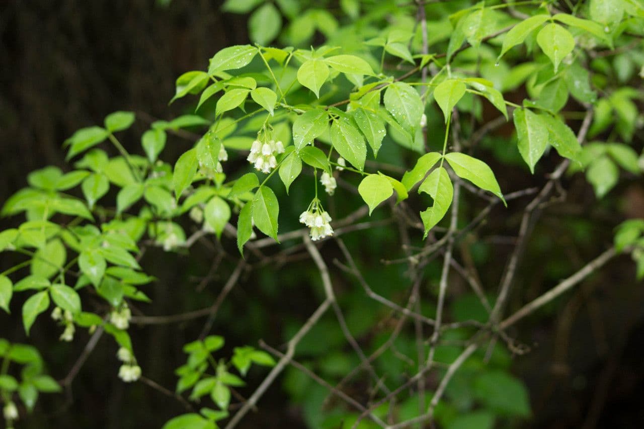 Staphylea trifolia 13