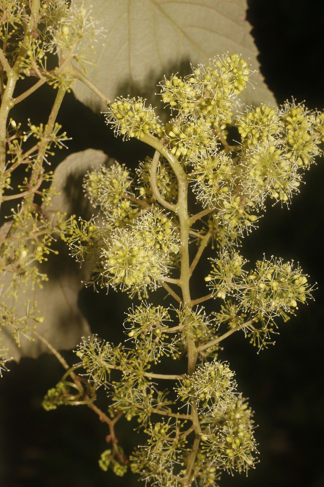 Vitis tiliifolia 8