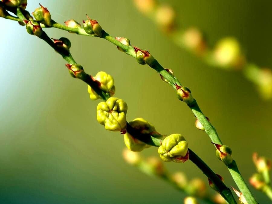 Crocosmia dorata 5