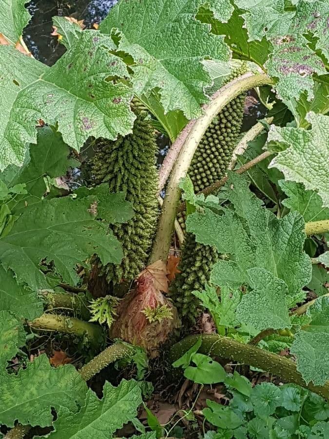 Gunnera tinctoria 2