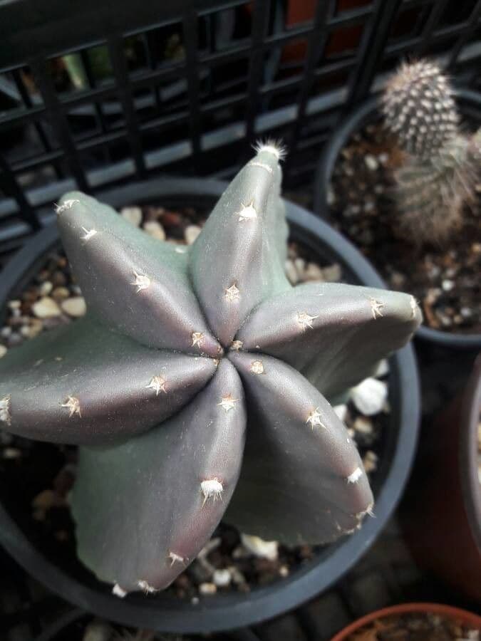 Cactus riccio 6