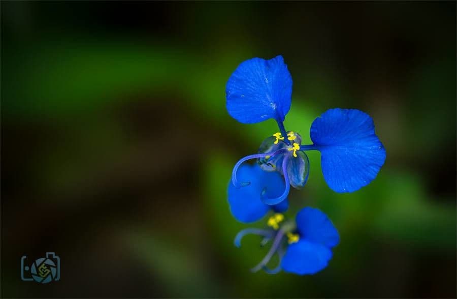Wegerichblättrige Commelina 6