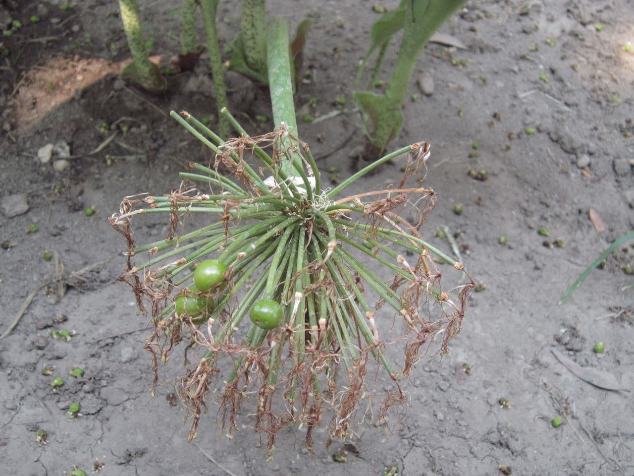 Scadoxus 4