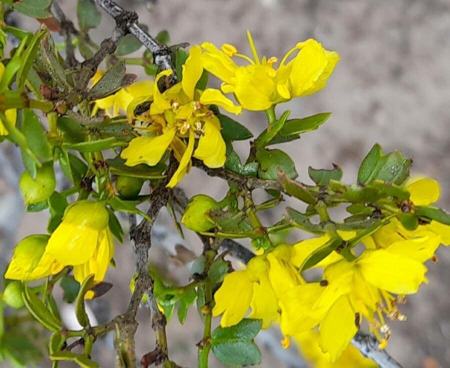 Larrea cuneifolia