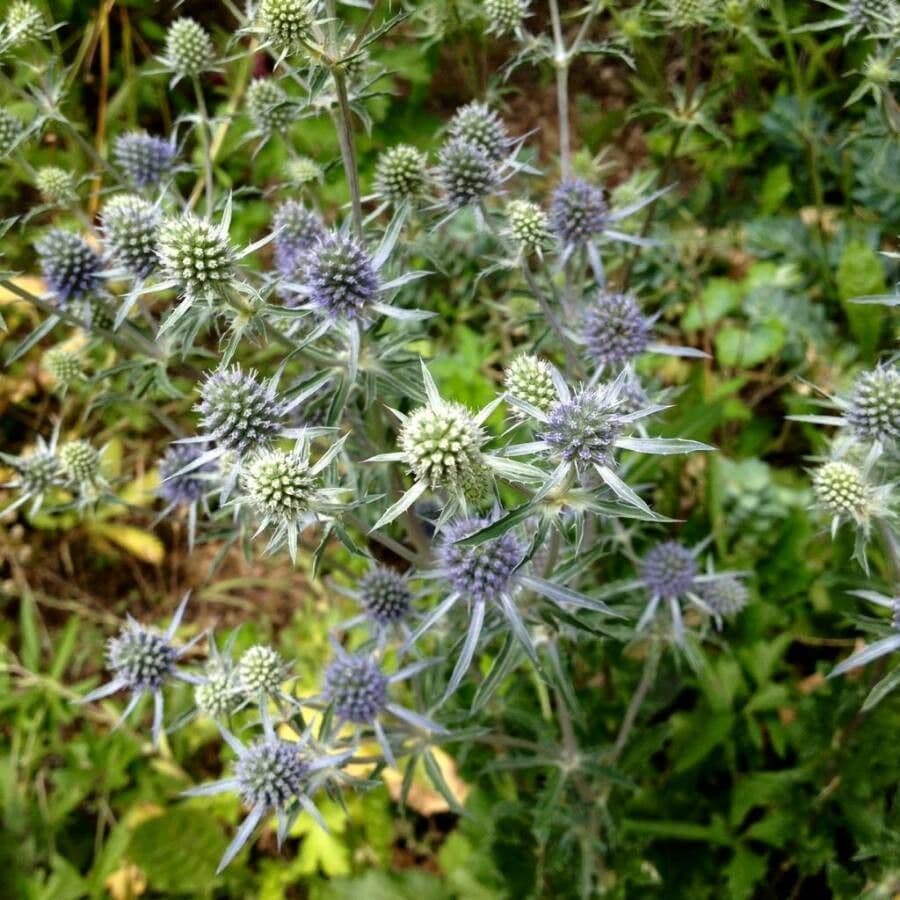 Edeldistel 15
