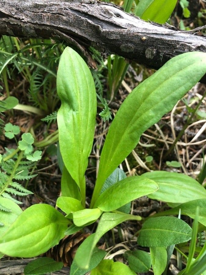 Piantaggine lanugginosa 5
