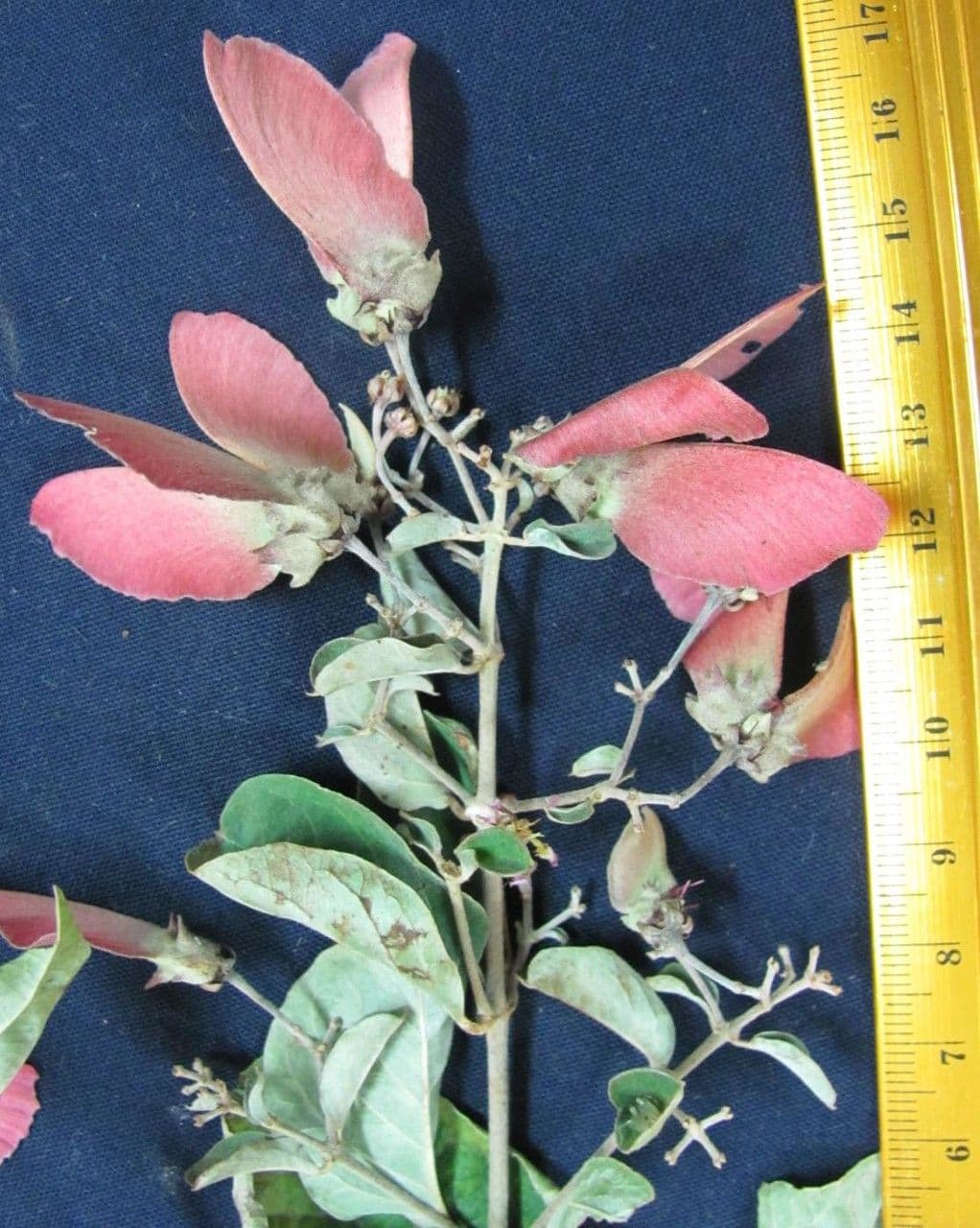 Banisteriopsis muricata 14
