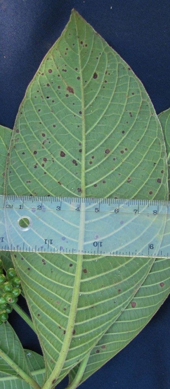 Psychotria 5
