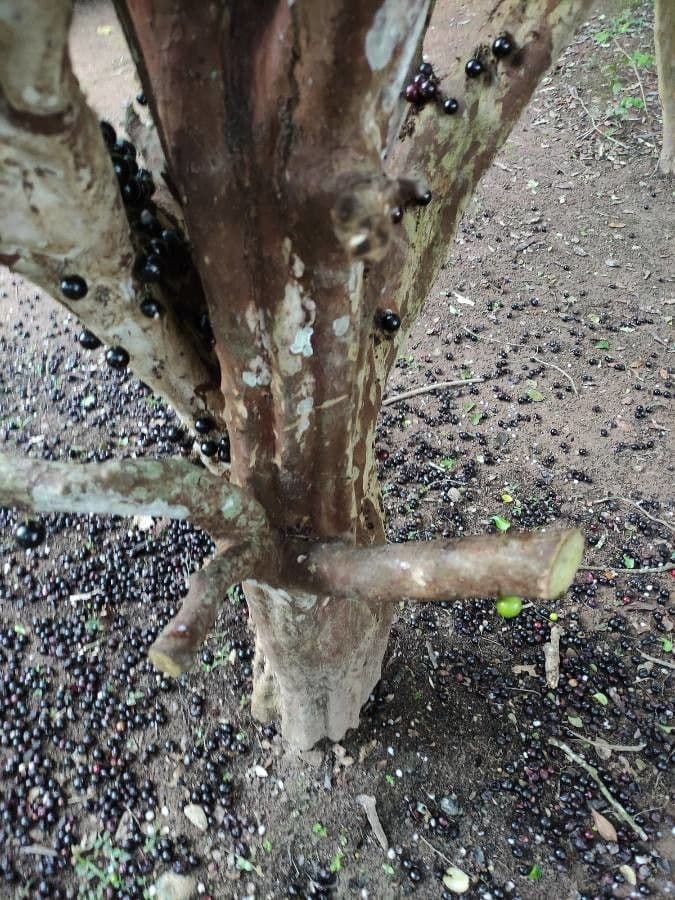 Jabuticaba 23